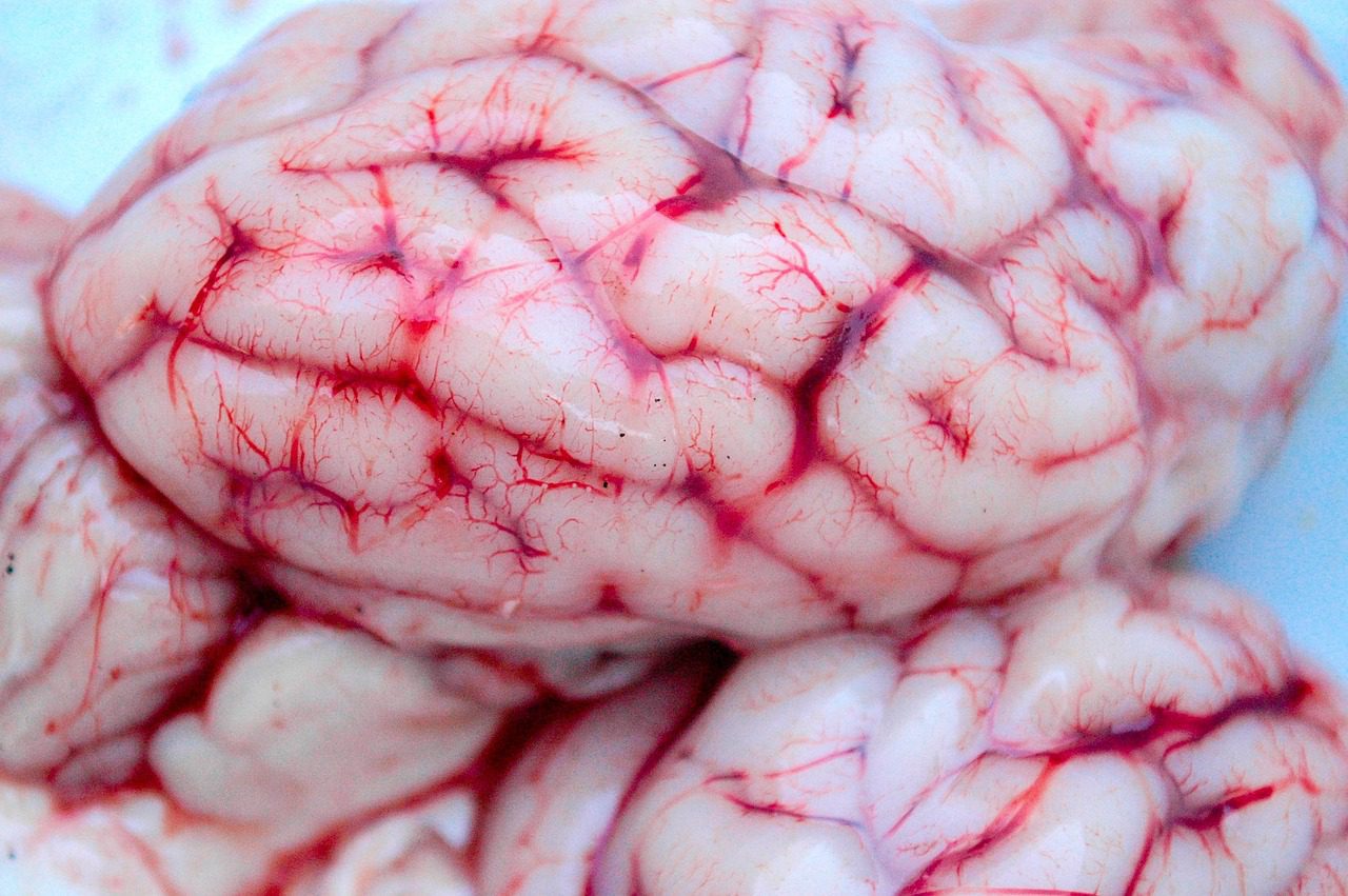 Neurologia e psicologia - construtos psicológicos avaliados no teste psicológico concurso PM SP